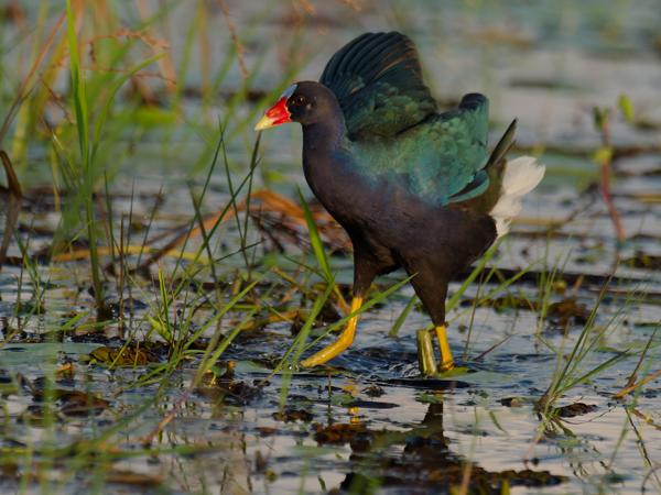 <h3><a href="/trips/costa-rica/biota/animalia/chordata/aves/023 gruiformes/003 rallidae/porphyrio martinicus/porphyrio martinicus-nl.html">Porphyrio&nbsp;martinicus</a> / Purple&nbsp;gallinule / Amerikaans&nbsp;purperhoen</h3>OM-1 Mark II met M.300mm F4.0 + MC-14, 1/2000 sec  bij F5.6, ISO 1250, afstand 18.6&nbsp;m